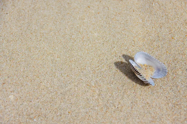 ビーチの砂のテクスチャ背景のシェル — ストック写真