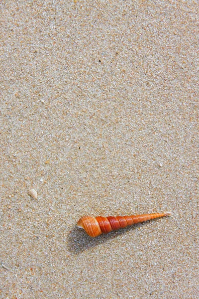 Shell Zand Textuur Achtergrond Van Strand — Stockfoto