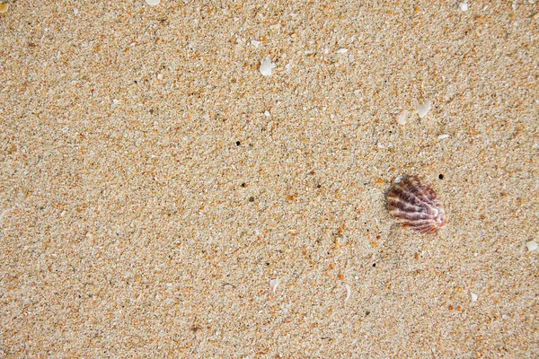 Shell Zand Textuur Achtergrond Van Strand — Stockfoto