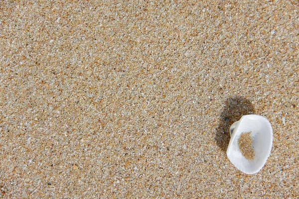 Skal på sand av stranden — Stockfoto