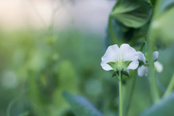 Flor de ervilhas brancas no jardim — Fotografia de Stock