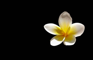 Frangipani çiçek