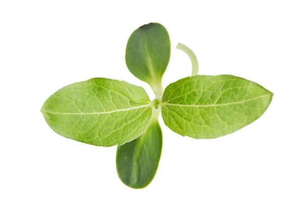 Sapling — Stock Photo, Image