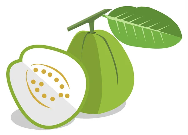 Πράσινο γκουάβα σε λευκό φόντο — Διανυσματικό Αρχείο