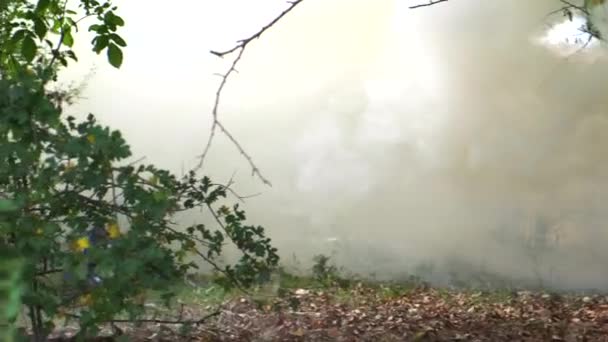 Bomba de humo militar en el bosque, mucho humo amarillo seco en el césped. Imagen colorida hierba verde. Entrenamiento de combate. Contaminación ambiental — Vídeo de stock