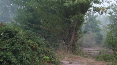 Ormanda gün doğumunda dumanlar yükselir.