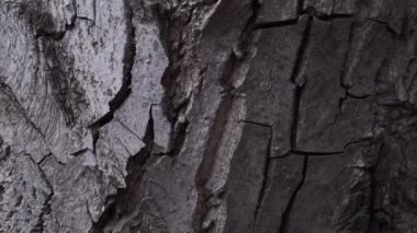 Güzel kozalaklı ağaç kabuğu dokusu. Bahçedeki ağaç gövdesi. Kamera gövde boyunca yavaşça hareket eder. Tepeden tırnağa dikey panoramik sahne. Yakın çekim görünümü