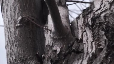 Güzel kozalaklı ağaç kabuğu dokusu. Bahçedeki ağaç gövdesi. Kamera gövde boyunca yavaşça hareket eder. Tepeden tırnağa dikey panoramik sahne. Yakın çekim görünümü