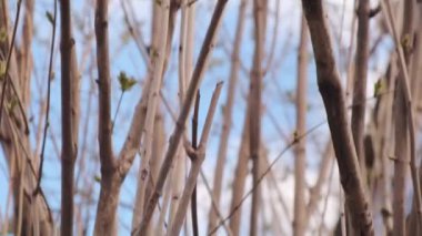 Kıştan sonra leylak çiçekli dallar. Çiçek açmadan leylak dallarında bahar tomurcukları. Yavaş çekim videosu.