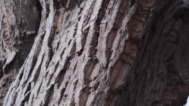 Bella struttura di corteccia di conifere. Un tronco d'albero nel cortile. La telecamera si muove lentamente lungo il busto. Scena panoramica verticale dall'alto verso il basso. Vista da vicino — Video Stock