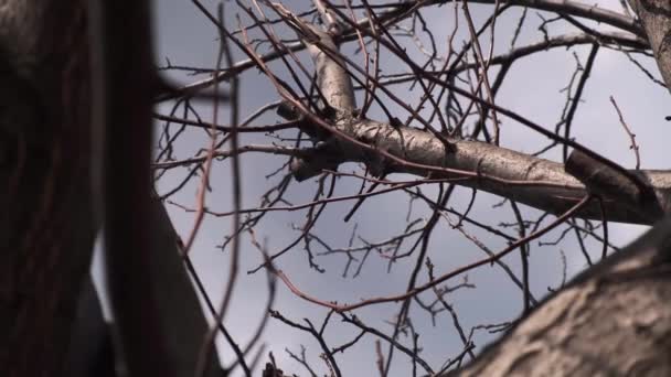 Zicht omhoog, lager uitzicht van een bladloze boom tegen een blauwe lucht. Naakte oude eik in de herfst. De zon speelt op de takken van een lenteboom. Onderste lichtboom onderste zicht — Stockvideo