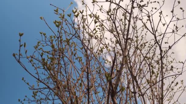 Lilac blommande gren efter vintern. Vårknoppar pÃ ¥grenarna av syren utan blomning. Långsam rörelse video. — Stockvideo