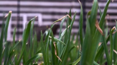 Taze yeşil soğan sapları ya da sebze bahçesinde sarımsak. Doğal baharatlı yemek malzemesi. Organik çiftlik, tarım sektörü, yakın plan. Tarımsal inişleri olan bir çiftlik. Bahçedeki sebze bitkileri