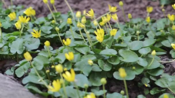 Nahaufnahme einer gelben Blume der Hahnenfuß-Ficaria verna auf einer Frühlingsbrise, die im Hof des Hauses im Boden wächst — Stockvideo