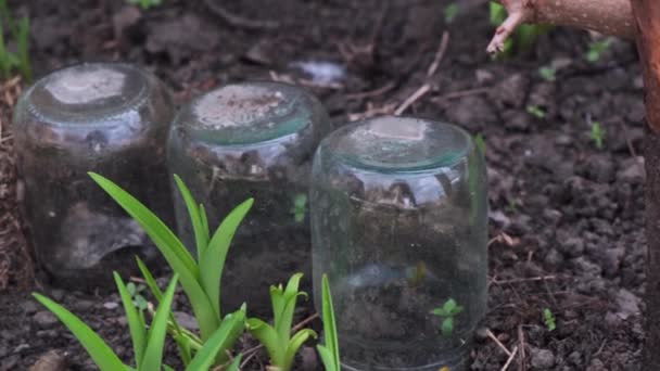 Bloem ontspruit in een bank op de grond. Voorjaarsbeplanting. Biologische landbouw en voorjaarstuinbouw — Stockvideo