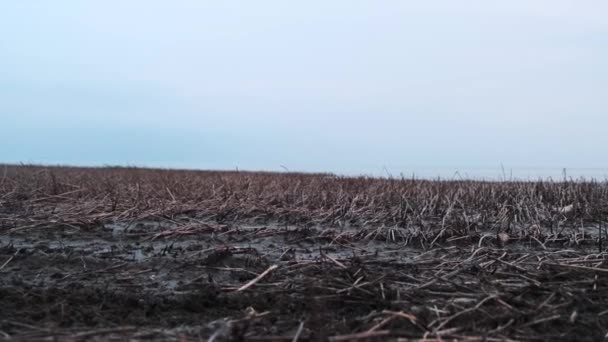 湖では曇りの春の日に葦のパンスライダーショット 川の湿地は風にゆっくりと動いている 泥の湿った土の中の乾燥した葦 — ストック動画