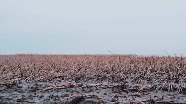 Pan Slider Shot Reed Cloudy Spring Day Lake Wetland River — Stock Video