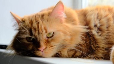 Cesur kızıl kedi güneşin tadını çıkartıyor. Tatlı turuncu kedi parlak bir pencerede yatıyor. Yakın plan. Şişko kedi.