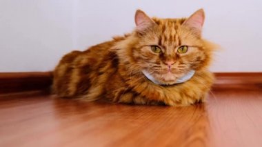 Virüsten maske takan kırmızı kedi. COVID-19 yavru kediler için koruyucu giysi. Turuncu kedi 2020 Coronavirus 'tan korunur. Kızıl bir kedinin boynundaki maske. Kaplamalı zeminde yatıyor..
