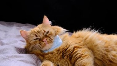 Virüsten maske takan kırmızı kedi. COVID-19 yavru kediler için koruyucu giysi. Turuncu kedi koronavirüs hastalığından korunur. Kızıl kedinin boynundaki maske. Yatakta yün yalıyor..