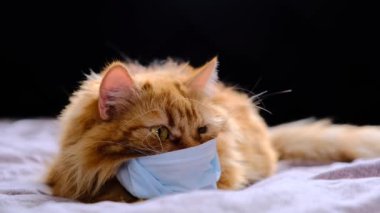 Virüs yüzünden maske takmış kırmızı bir kedi. COVID-19 yavru kediler için koruyucu giysi. Turuncu kedi 2020 Coronavirus hastalığından korunur. Şişko bir kızıl kedi yatakta bir battaniyenin üzerinde yatıyor. Yakın plan.