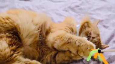 Virüs yüzünden maske takmış kırmızı bir kedi. COVID-19 yavru kediler için koruyucu giysi. Turuncu kedi koronavirüs hastalığından korunur. Boynunda maske olan kızıl bir kedi, yatağında bir oyuncakla oynanır.