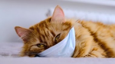 Virüs yüzünden maske takmış kırmızı bir kedi. COVID-19 yavru kediler için koruyucu giysi. Turuncu kedi 2020 Coronavirus hastalığından korunur. Koca kırmızı kedi maskeyi çıkarmaya çalışıyor. Yakın çekim..