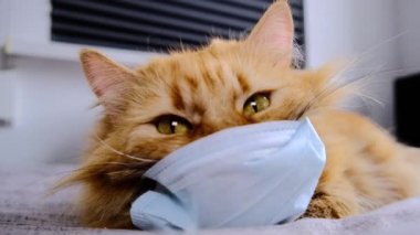 Virüs yüzünden maske takmış kırmızı bir kedi. COVID-19 yavru kediler için koruyucu giysi. Turuncu kedi 2020 Coronavirus hastalığından korunur. Şişko bir kızıl kedi yatakta bir battaniyenin üzerinde yatıyor. Yakın plan.