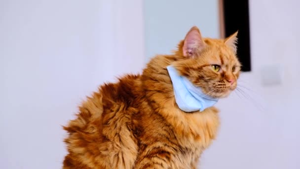 Красная Кошка Медицинской Маске Вируса Covid Защитная Повязка Котят Оранжевая — стоковое видео