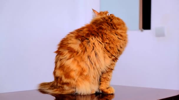 红猫带着防毒口罩Covid 19猫的防护服 橙猫受到保护 不感染眼镜蛇病2020年 一个红头发的胖猫脖子上的面具白人背景 — 图库视频影像