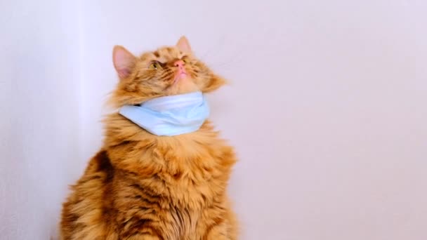 Weibliche Hände Ziehen Einer Roten Katze Eine Medizinische Maske Für — Stockvideo
