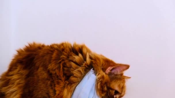 戴着医用口罩的红猫是一种病毒 Covid 19猫的防护服 橙猫受到保护 不感染眼镜蛇病2020年 胖红头发的猫试图摘下面具 平均计划 — 图库视频影像