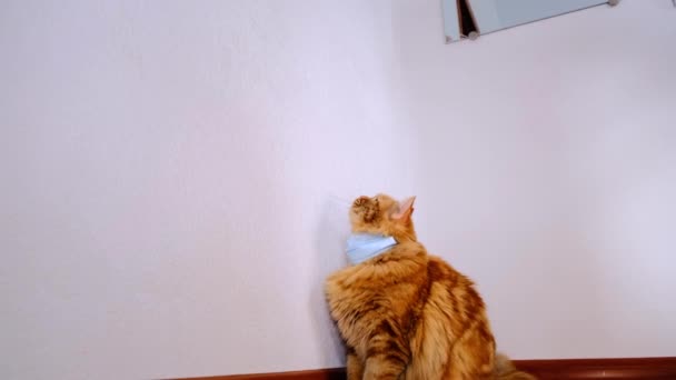 Rote Katze Einer Medizinischen Maske Vor Einem Virus Covid Schutzanzug — Stockvideo