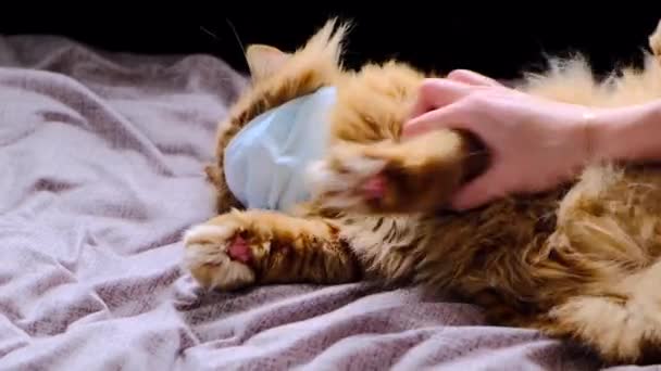 ウイルスから医療マスクに猫を再頭 Covid 19子猫用保護ドレッシング オレンジ色の猫はコロナウイルス病から保護されています2020 ジンジャー猫はマスクを外します 女性手遊びとともにウール — ストック動画