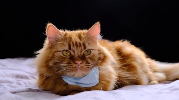 Gatto Rosso Con Una Maschera Medica Dal Virus Covid Medicazione — Video Stock