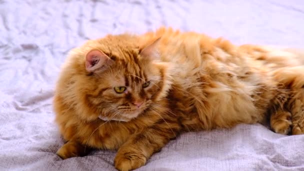 红猫带着防毒口罩Covid 19猫的防护服 橙色的猫可以保护自己不受考拉病毒的侵害 一只生姜猫脖子上的面具躺在床上发痒 — 图库视频影像