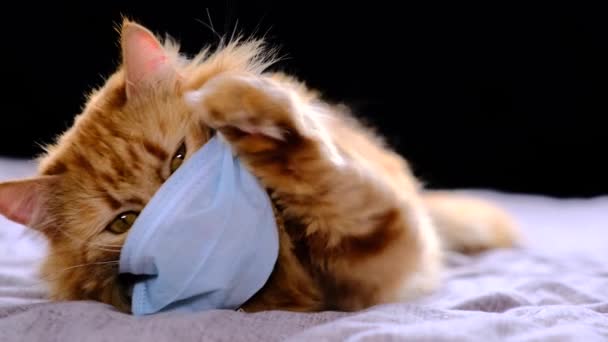 Gatto Rosso Una Maschera Medica Virus Covid Medicazione Protettiva Gattini — Video Stock