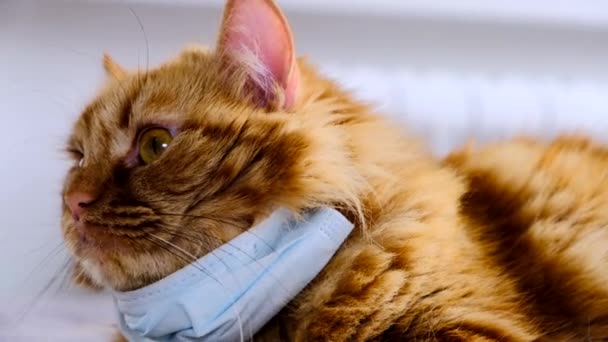 ウイルスからの医療マスクを持つ赤い猫 Covid 19子猫用保護ドレッシング オレンジ色の猫はコロナウイルス病から保護されています2020 太った赤い猫の首のマスクは ベッドの上にあります — ストック動画