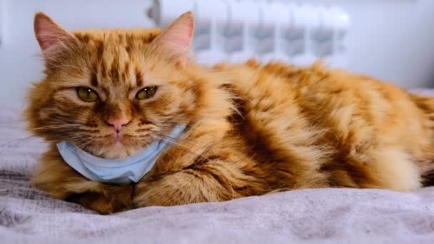 Rote Katze Mit Einer Medizinischen Maske Vor Dem Virus Covid — Stockvideo