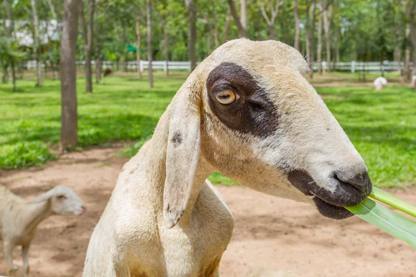 Capra nel recinto — Foto Stock