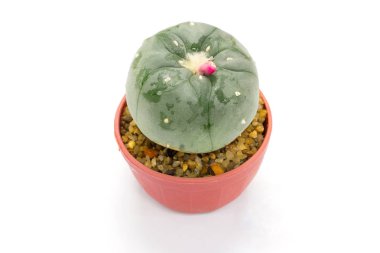 Kaktüs tencerede, beyaz arkaplanda izole.