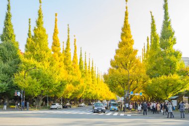 Ginkgo ağaçları IChO Namiki Avenue, Meiji Jingu Gaien Park altında yolda trafik