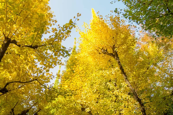 Żółty Ginkgo drzewa od dołu — Zdjęcie stockowe