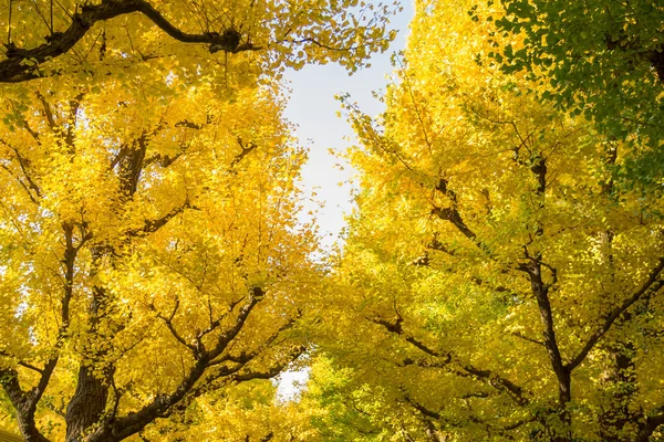 Gele Ginkgo-boom van onderen — Stockfoto