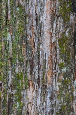 Ağaç kabuğu dokusu ile liken