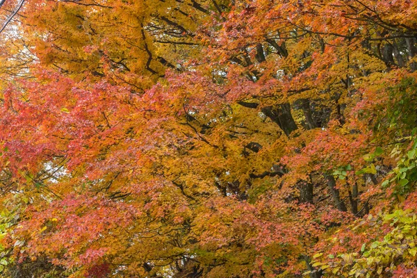 Gekleurde herfstbladeren van esdoorn — Stockfoto