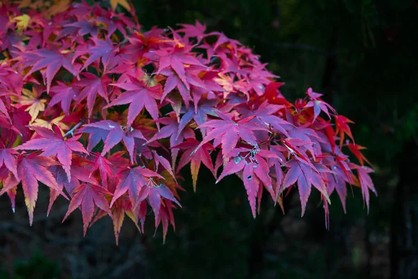 Rode bladeren van de esdoorn — Stockfoto