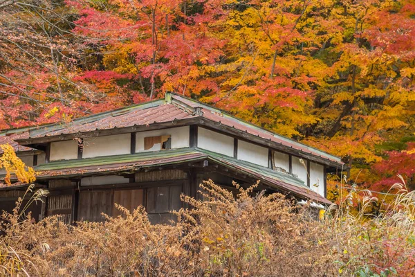 Old japan house style with maple tree