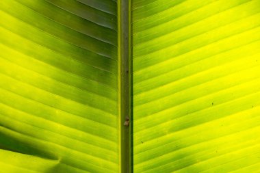 Orta palmiye yaprağı