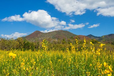 Doğal görünüm ve dağ